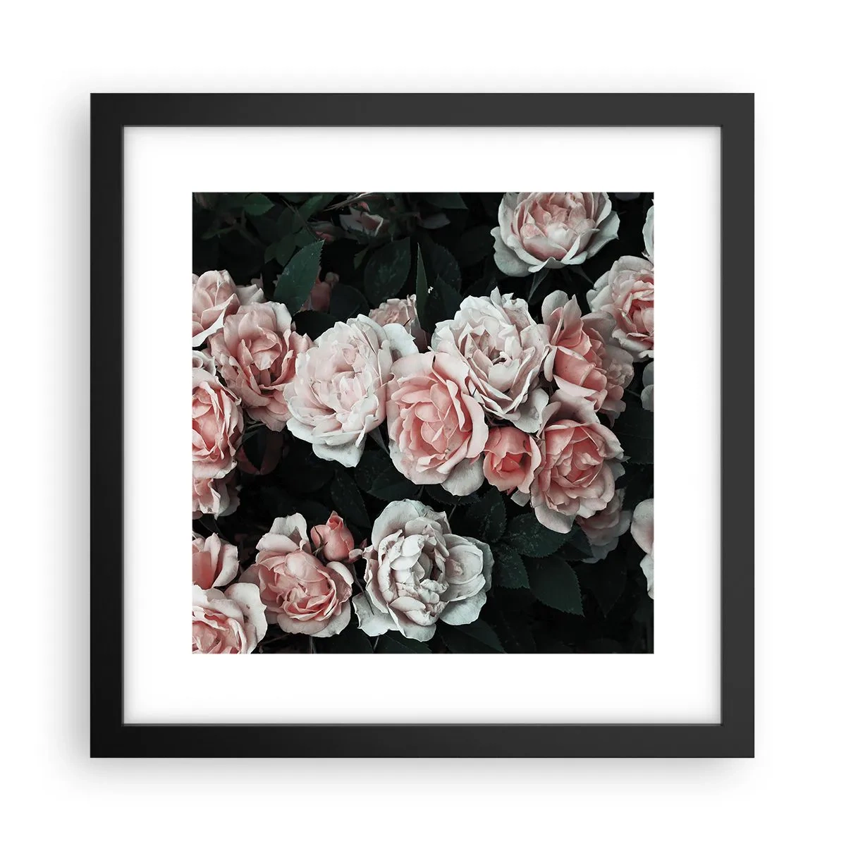 Poster în ramă neagră - Ansamble de trandafiri - 30x30 cm