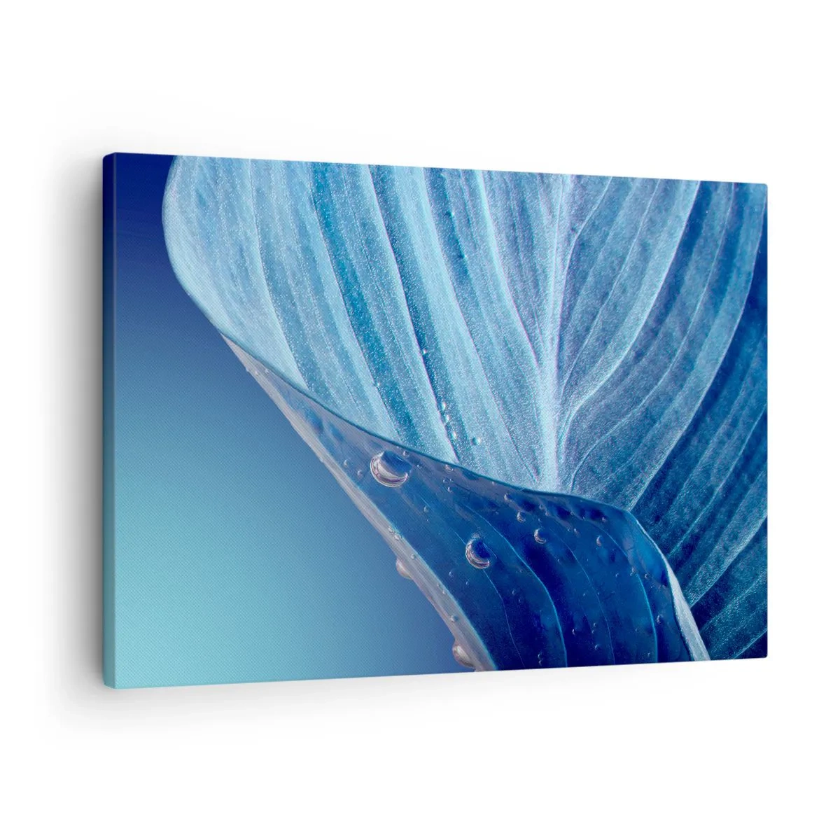Tablou pe pânză Canvas - O frunză albastră cu picături de apă vizibile - 70x50cm - Picături ascunse de albastru - Decorațiune modernă pentru perete pentru living și dormitor ARTTOR