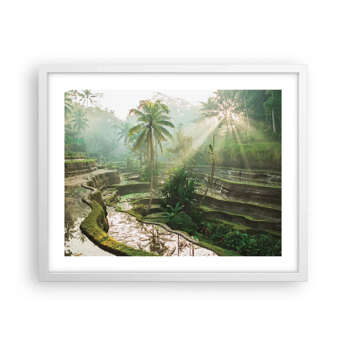 Poster în ramă albă - Crescând la soare - 50x40 cm