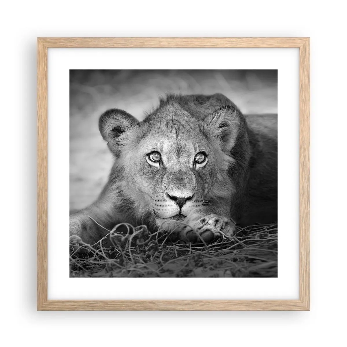 Poster în ramă de stejar deschis - Pisicuța regală - 40x40 cm