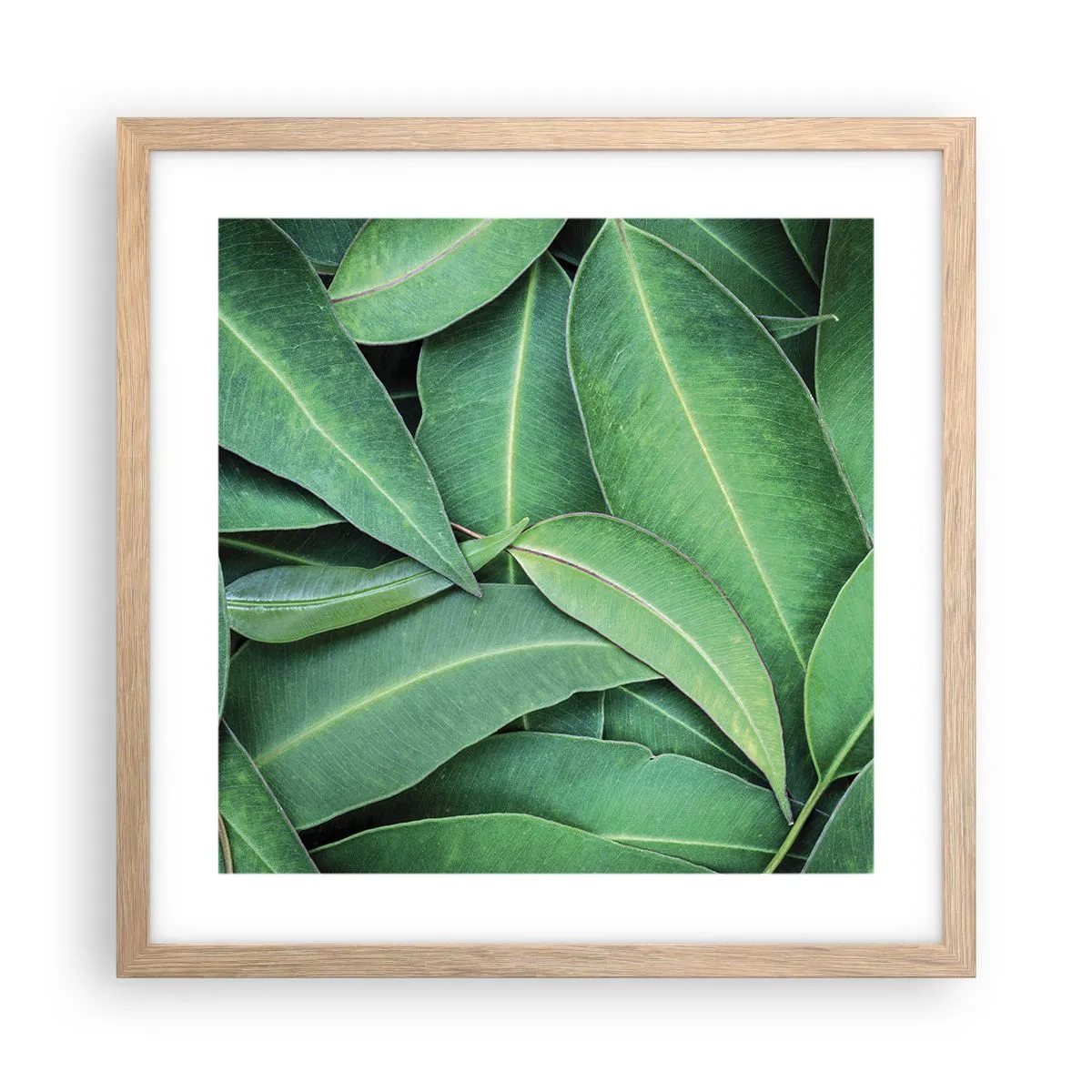 Poster în ramă de stejar deschis - Suculente și proaspete - 40x40 cm