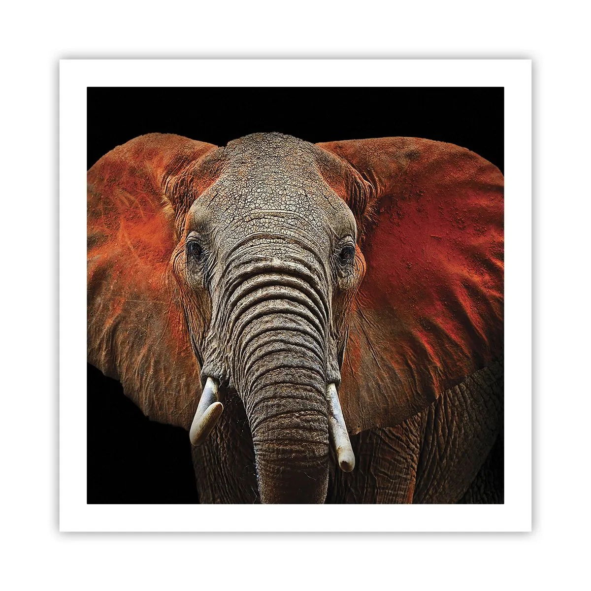 Poster - Sunt sălbatic, și tu? - 60x60 cm