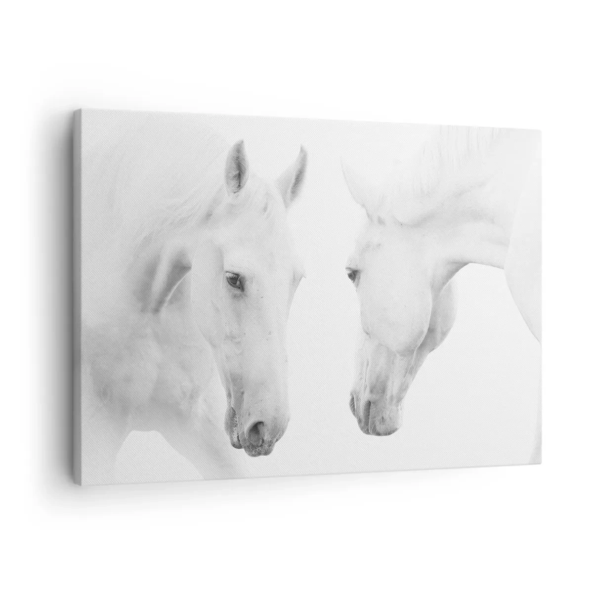 Tablou pe pânză Canvas - Un portret minimalist a doi cai albi - 70x50cm - Este aceasta o prietenie...? - Decorațiune modernă pentru perete pentru living și dormitor ARTTOR