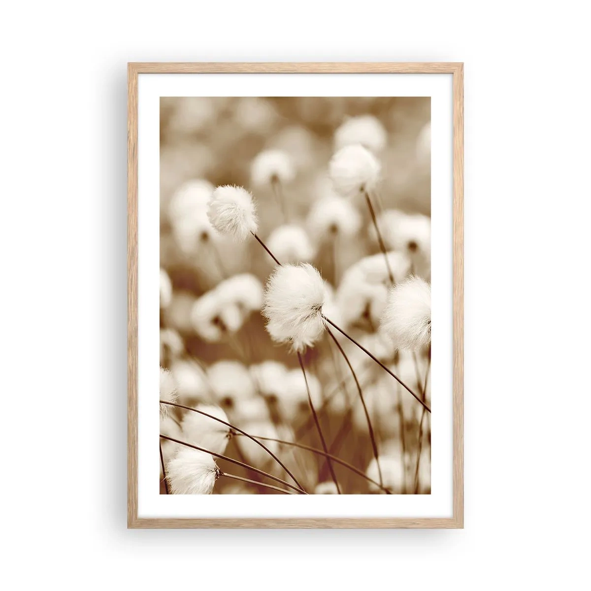 Poster în ramă de stejar deschis - Câmp pufos - 50x70 cm