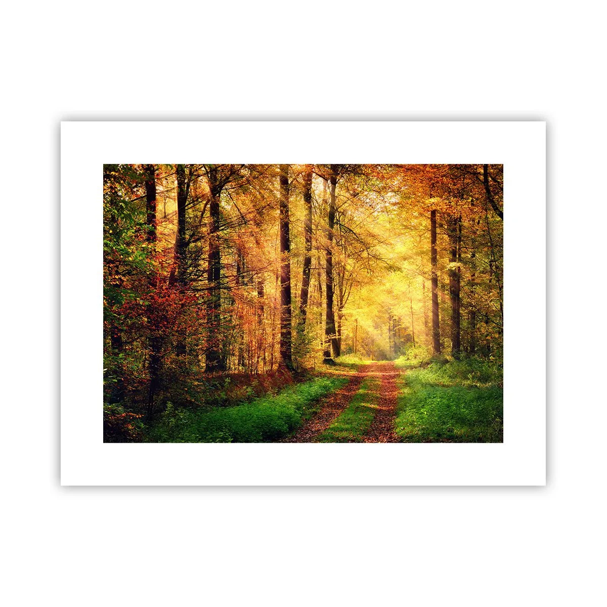 Poster - Tăcere de aur de pădure - 40x30 cm
