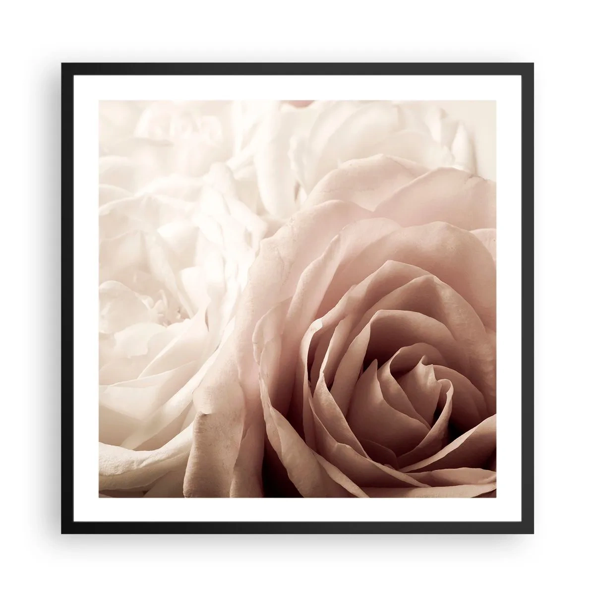 Poster în ramă neagră - În inima unui trandafir - 60x60 cm