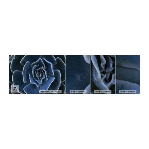 Mostră tapet Premium Sand - Floare de deșert - Floare de agave, Floare, Natură - 100x30 cm