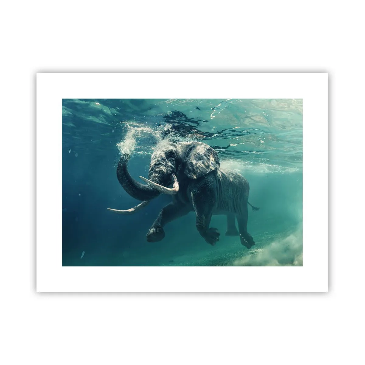 Poster - Tuturor le place să înoate - 40x30 cm