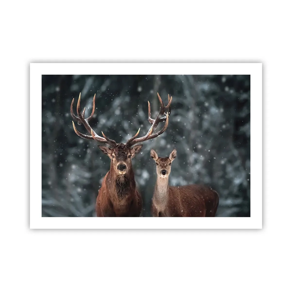 Poster - Stăpânul pădurii și soția sa - 70x50 cm