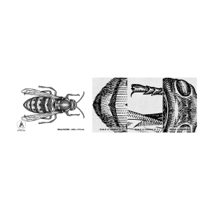 Mostră tapet Premium Canvas - De pe o planetă de insecte - Viespe, Insectă, Minimalist - 100x30 cm