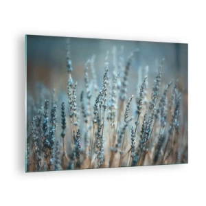 Tablou pe sticlă - Un câmp de lavandă în lumină blândă și rece - 70x50cm - Câmpul parfumat - Decorațiune modernă pentru perete pentru living și dormitor ARTTOR