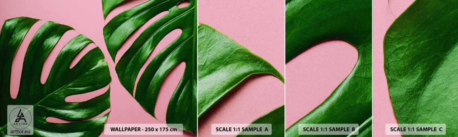 Mostră tapet autocolant Deluxe Sticker - Întâlnire verde - Monstera, Frunză verde, Plantă exotică - 100x30 cm