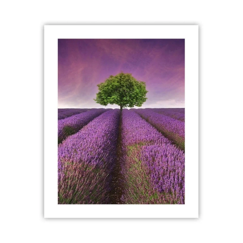 Poster - În câmpurile de lavandă - 40x50 cm