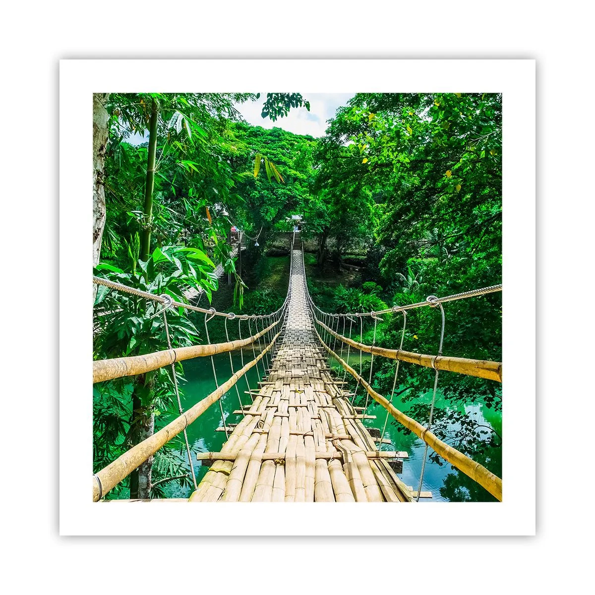 Poster - Pod de maimuțe peste verdeață - 50x50 cm
