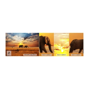 Mostră tapet autocolant Deluxe Sticker - Plimbare în familie - Animale, Africa, Elefant - 100x30 cm