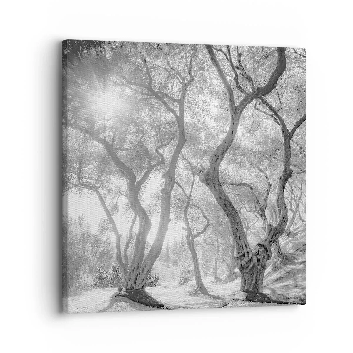 Tablou pe pânză - Într-o livadă de măslini - 30x30 cm