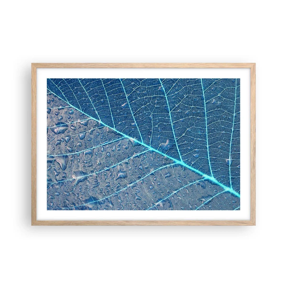 Poster în ramă de stejar deschis - Viața în albastru - 70x50 cm