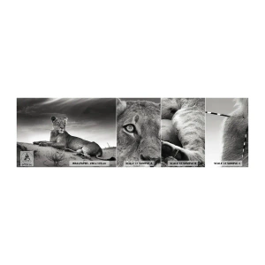 Mostră tapet autocolant Deluxe Sticker - Odihna reginei deșertului - Animale, Leu, Deşert - 100x30 cm