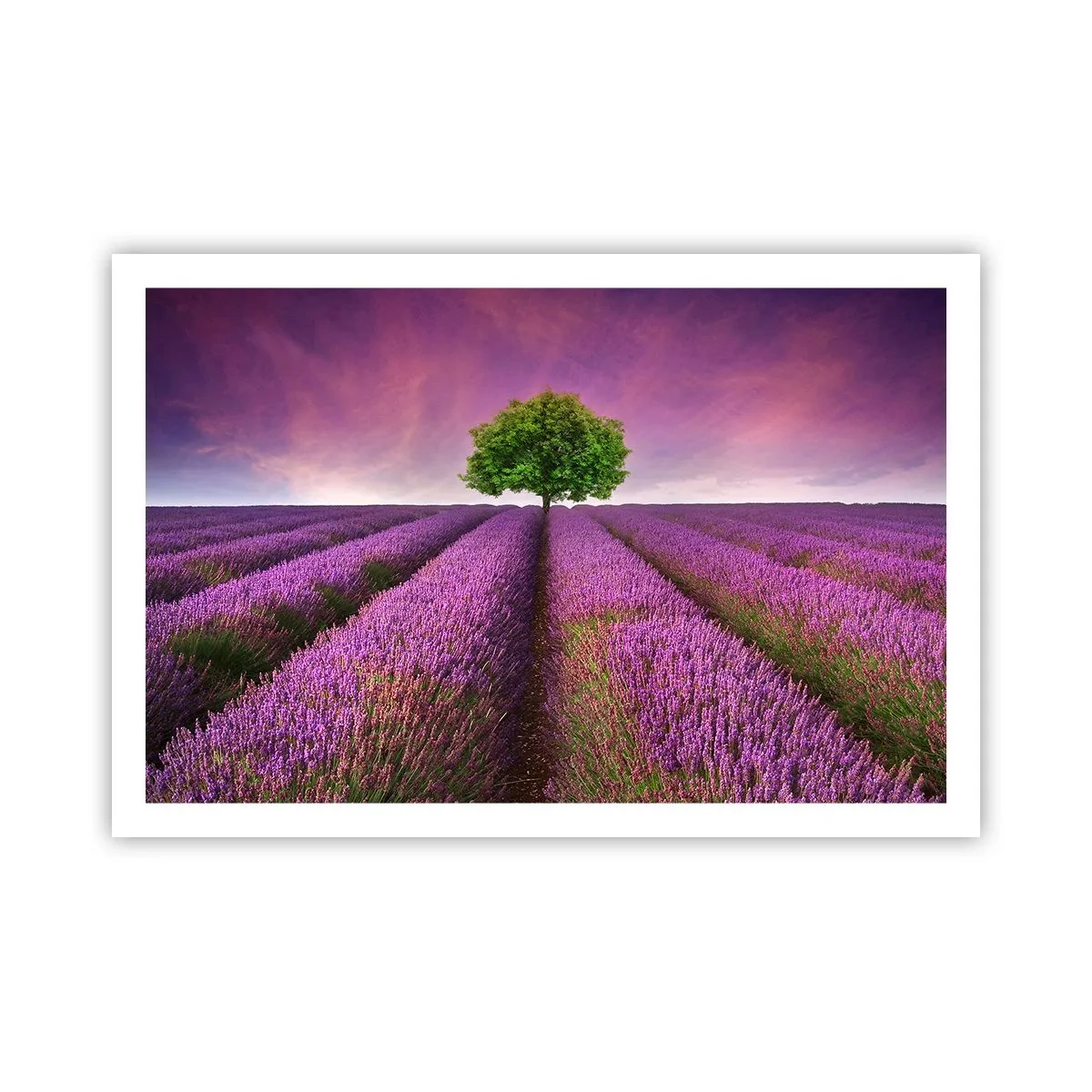 Poster - În câmpurile de lavandă - 91x61 cm