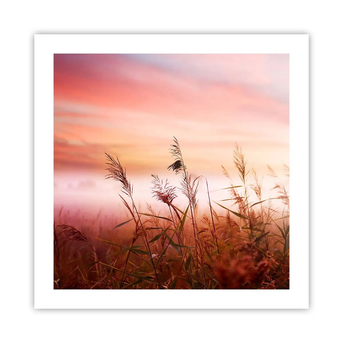 Poster - Zmeuri, suflante, vânt - 50x50 cm
