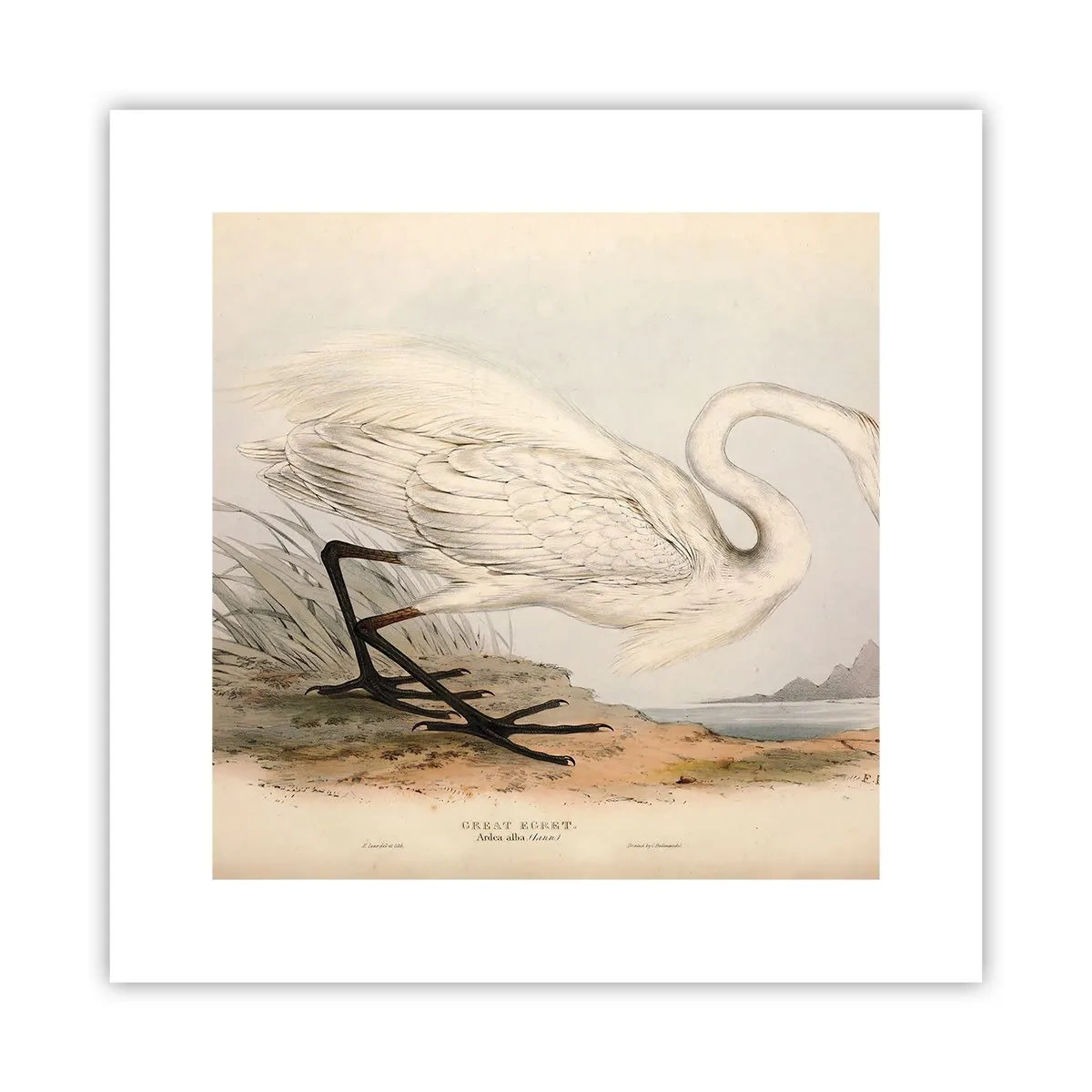 Poster - Doamna în stufărișuri - 30x30 cm