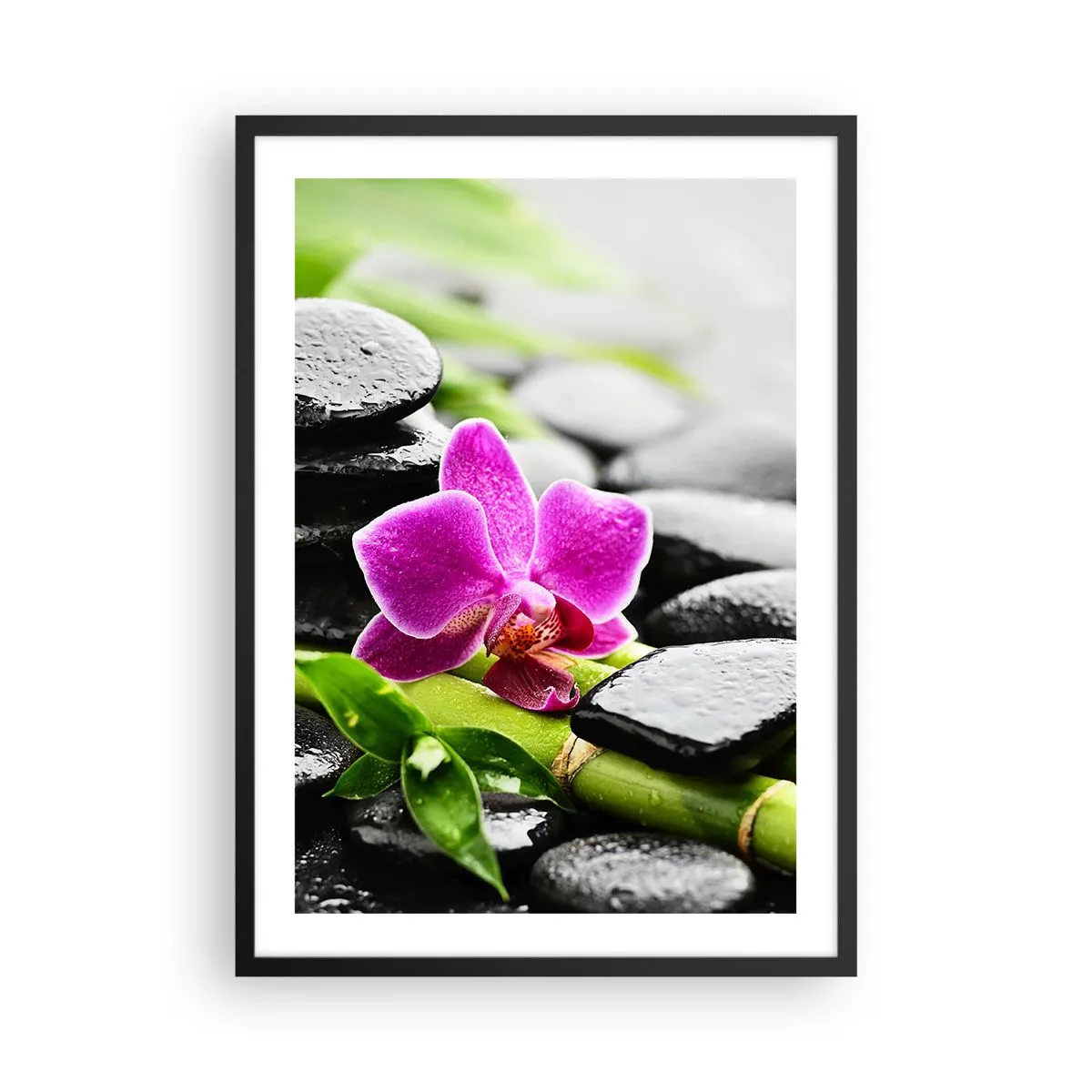 Poster în ramă neagră - Orhidee violetă pe pietre ude și frunze verzi - 50x70cm - Într-un echilibru pașnic - Decorațiune modernă pentru perete pentru living și dormitor ARTTOR