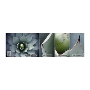 Mostră tapet Premium Canvas - Momește și avertizează - Floare de agave, Agavă, Exotism - 100x30 cm