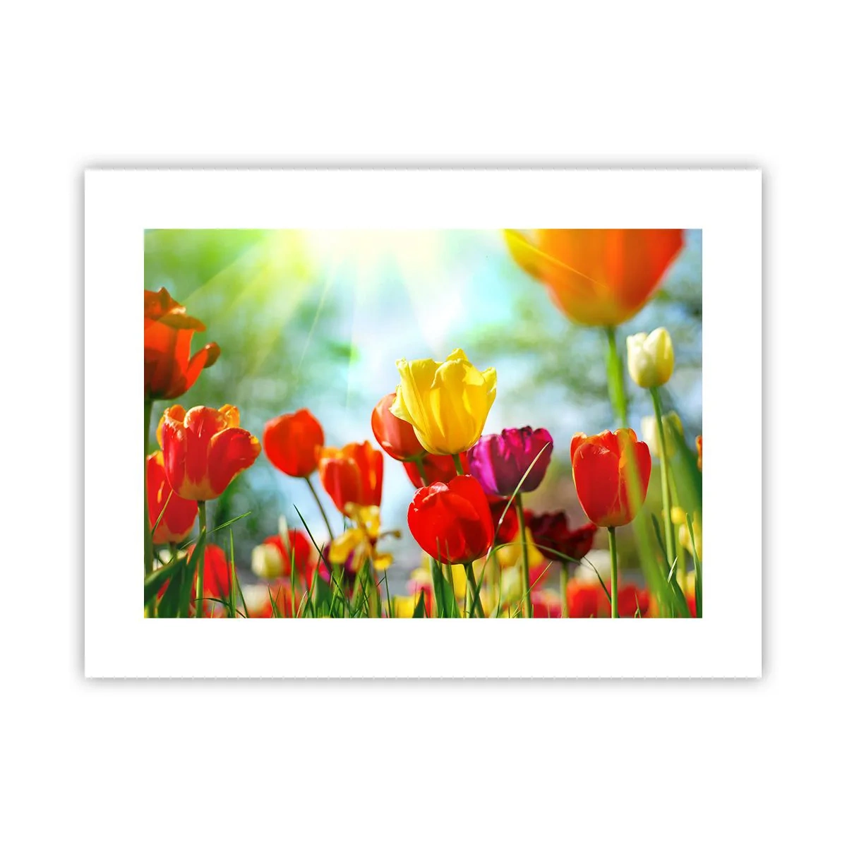 Poster - Toate culorile soarelui - 40x30 cm