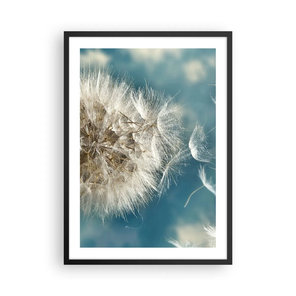 Poster în ramă neagră - Semințe delicate de păpădie pe fundal albastru - 50x70cm - Respirația unui înger - Decorațiune modernă pentru perete pentru living și dormitor ARTTOR