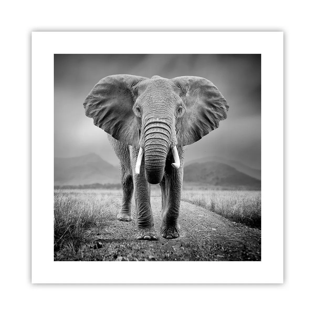 Poster - Gazda te salută - 40x40 cm