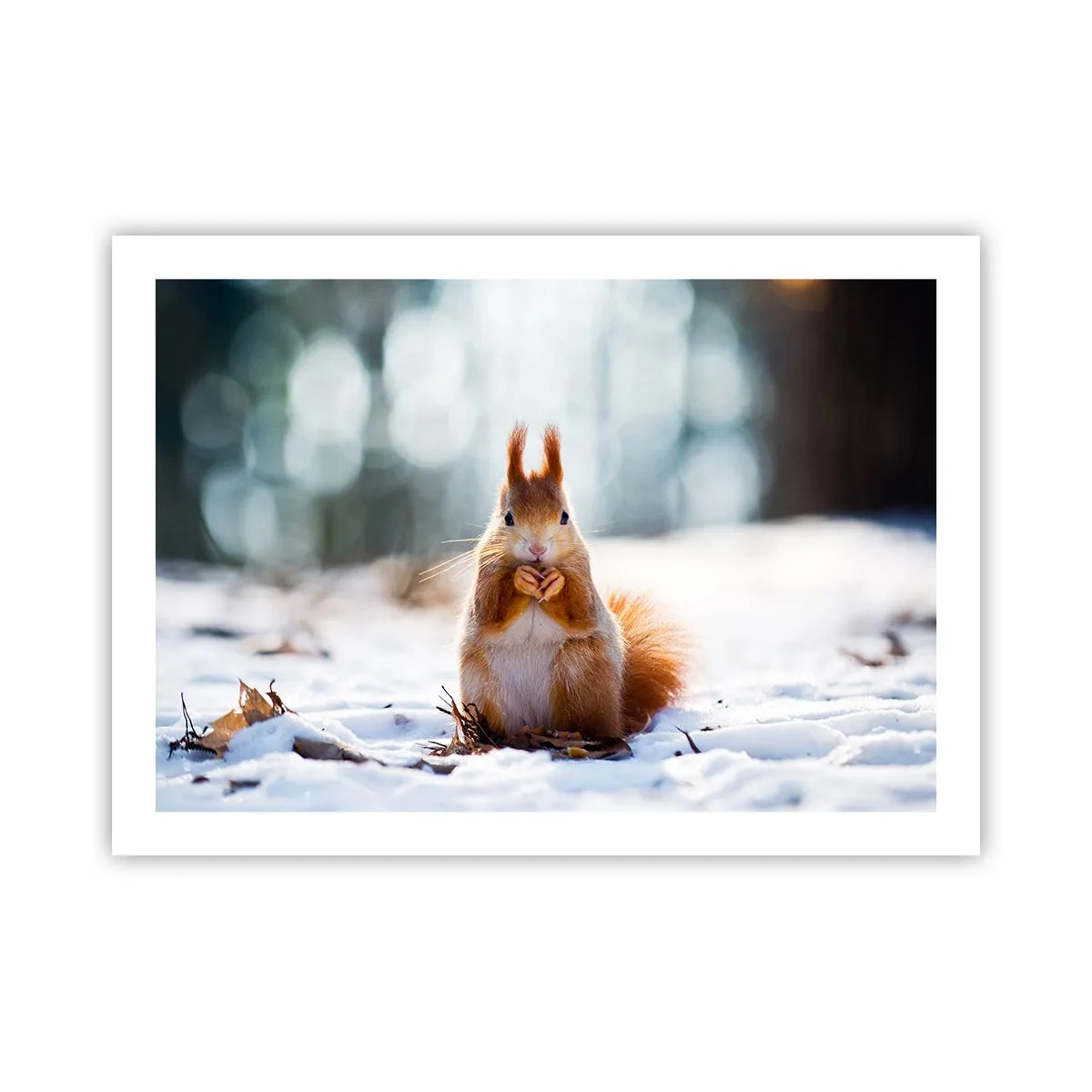 Poster - Și la ce te uiți? - 70x50 cm