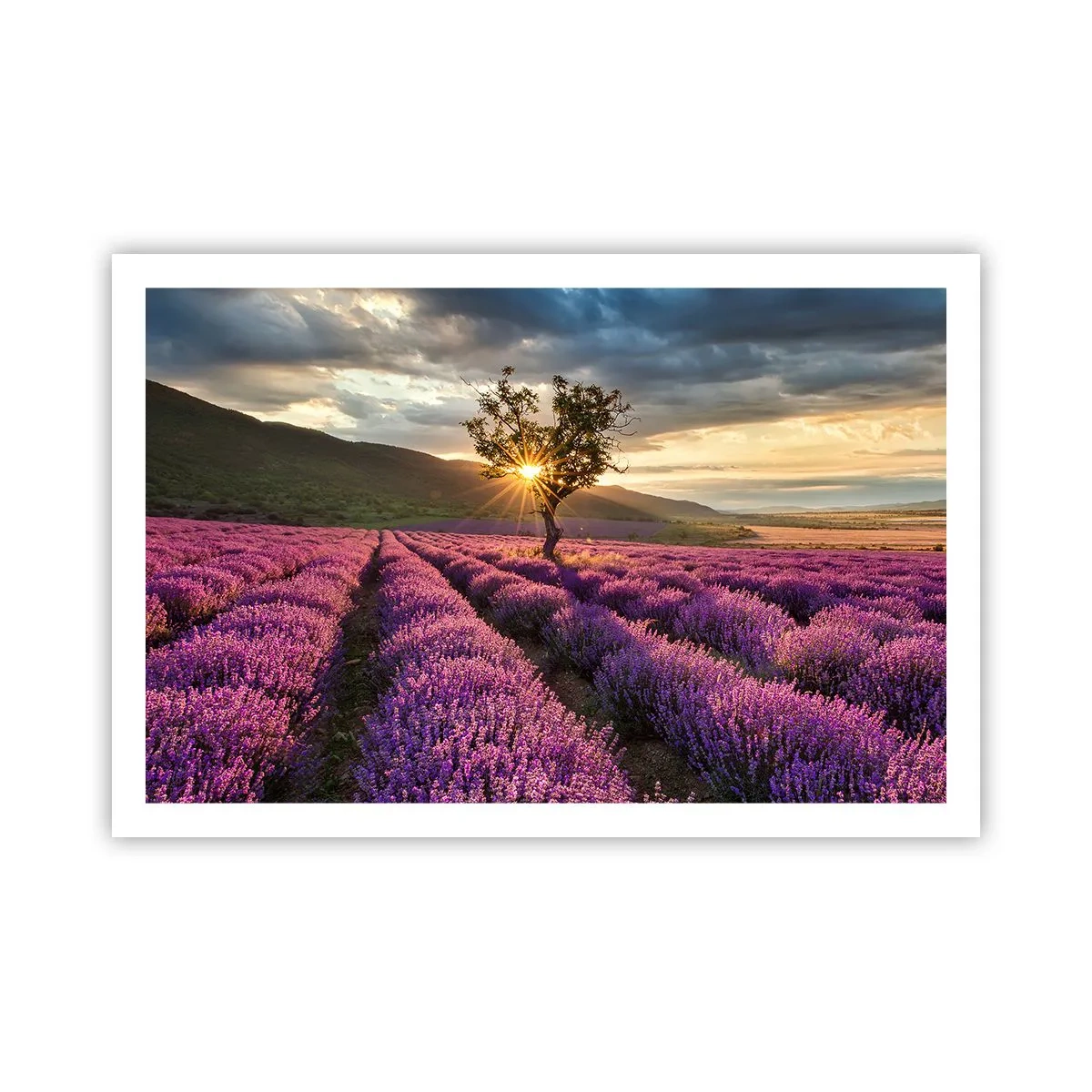Poster - Aroma în liliac - 91x61 cm