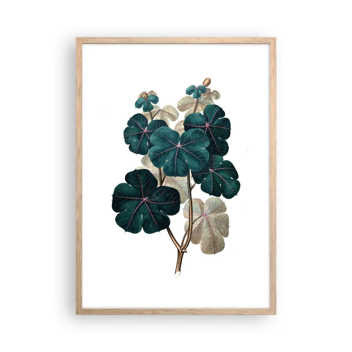 Poster în ramă de stejar deschis - Dintr-un vechi ierbar - 50x70 cm
