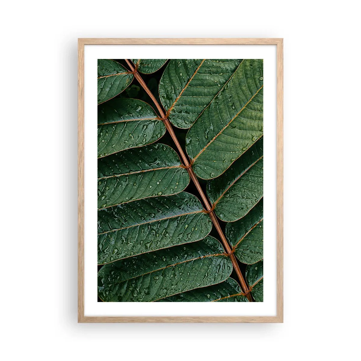 Poster în ramă de stejar deschis - Într-un ritm verde - 50x70 cm