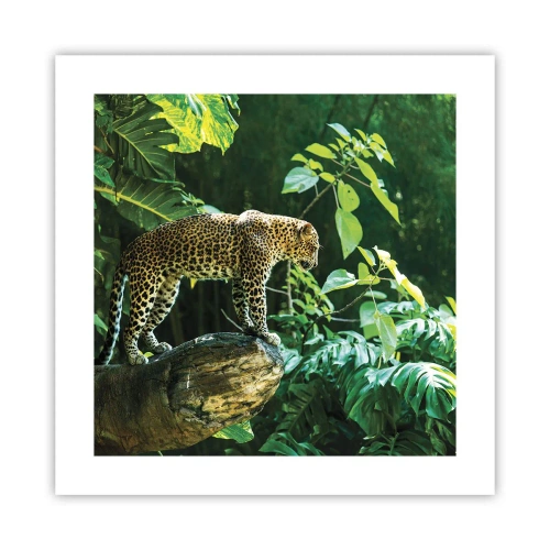 Poster - La vânătoare? - 40x40 cm