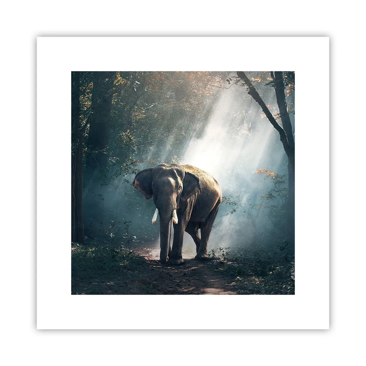 Poster - O plimbare liniștită - 30x30 cm