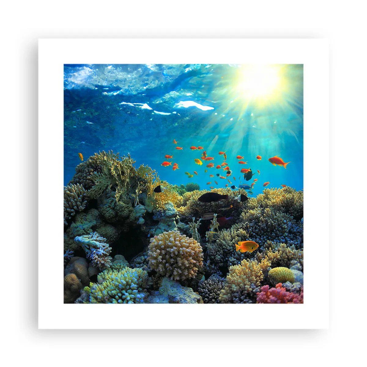 Poster - Comori subacvatice - 40x40 cm