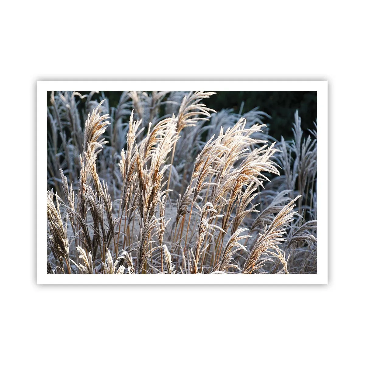 Poster - Împodobite cu brumă - 100x70 cm