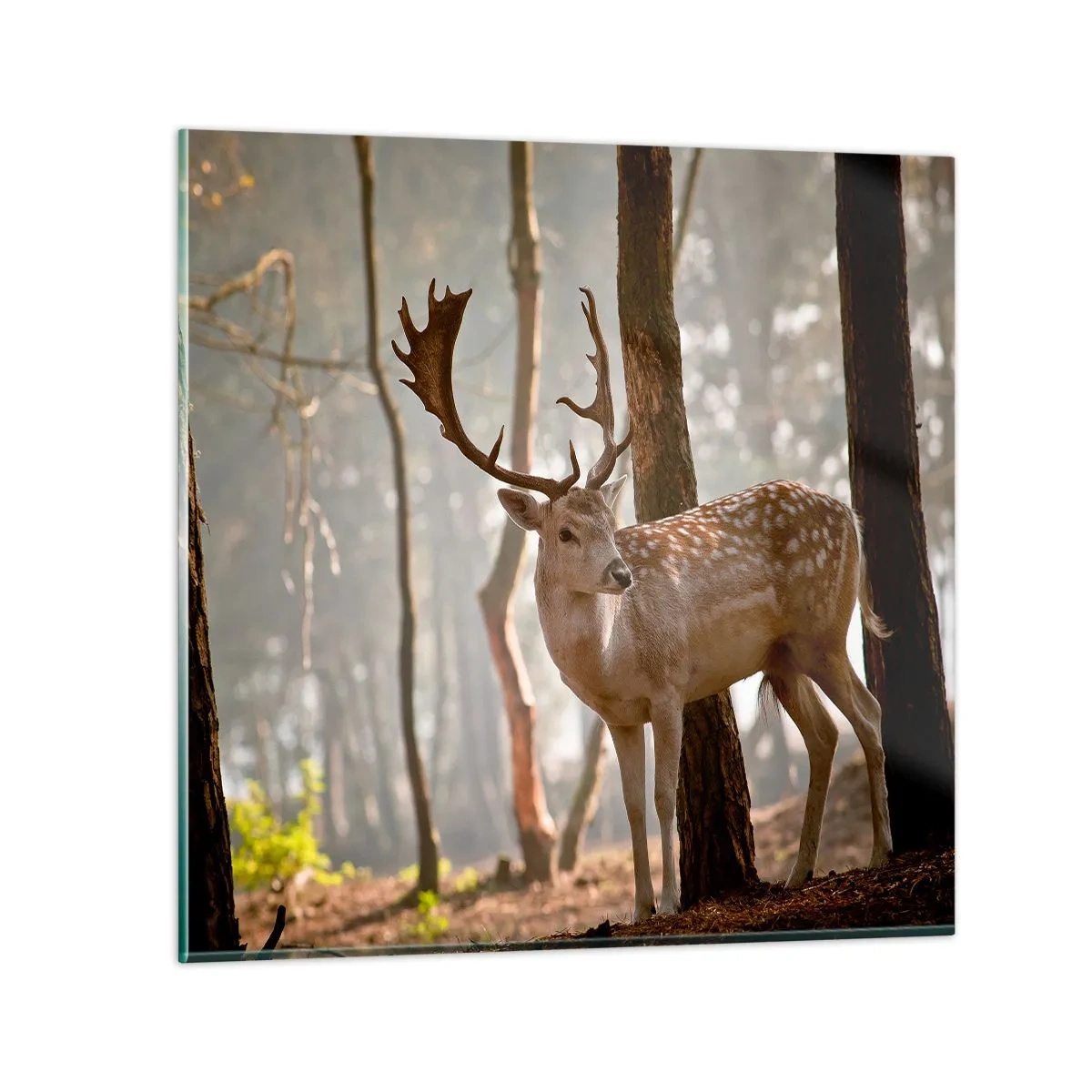 Tablou pe sticlă - Lumina tinereții - 40x40 cm