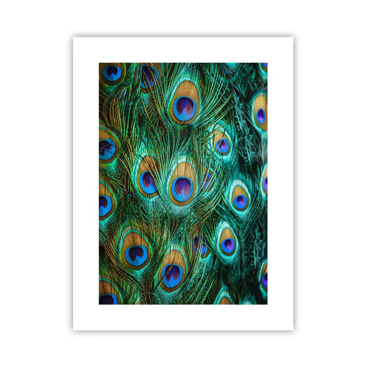 Poster - O privire cu ochi de păun - 30x40 cm