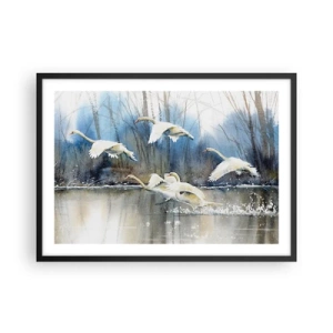 Poster în ramă neagră - Dansând cu lebedele sălbatice - 70x50 cm