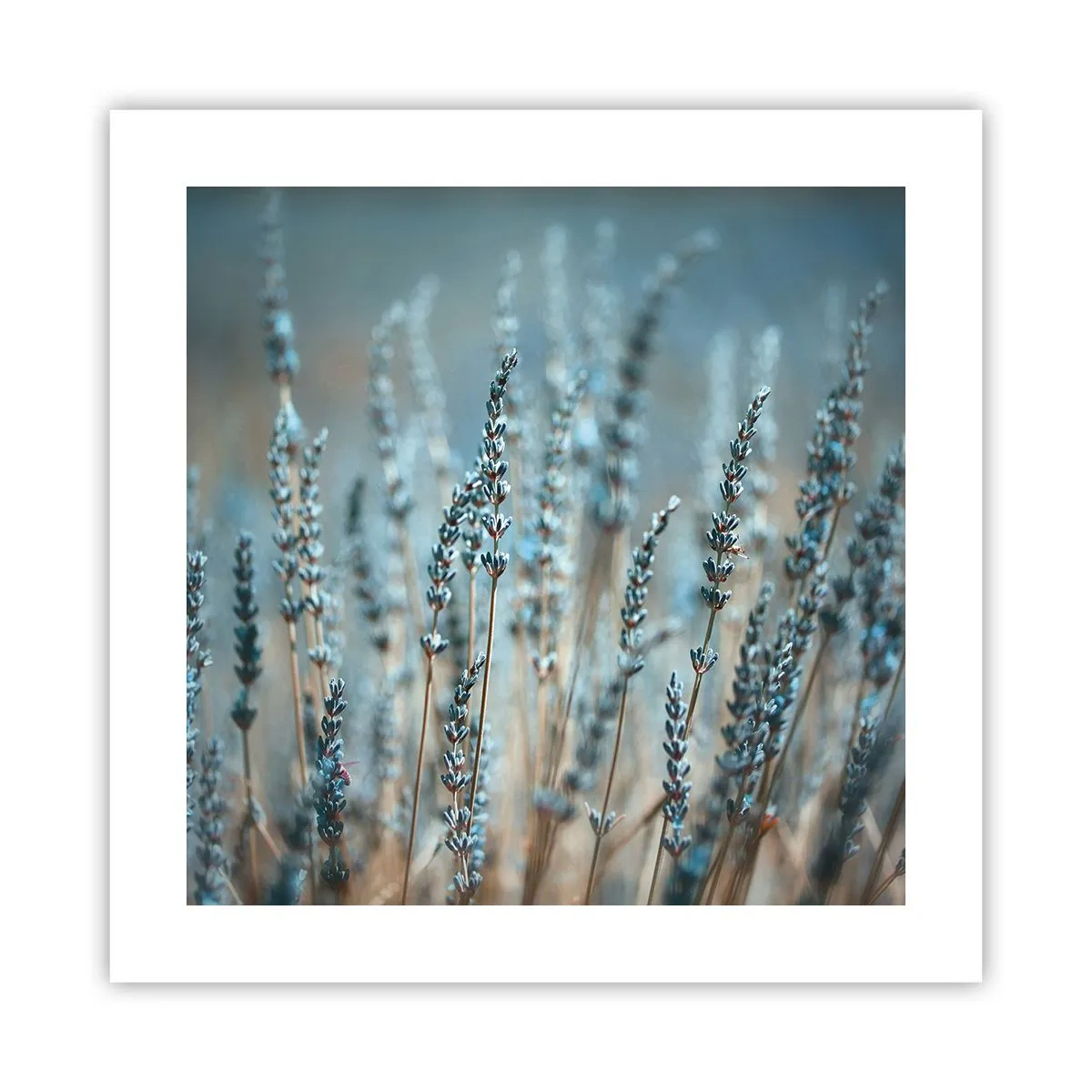 Poster - Câmpul parfumat - 40x40 cm