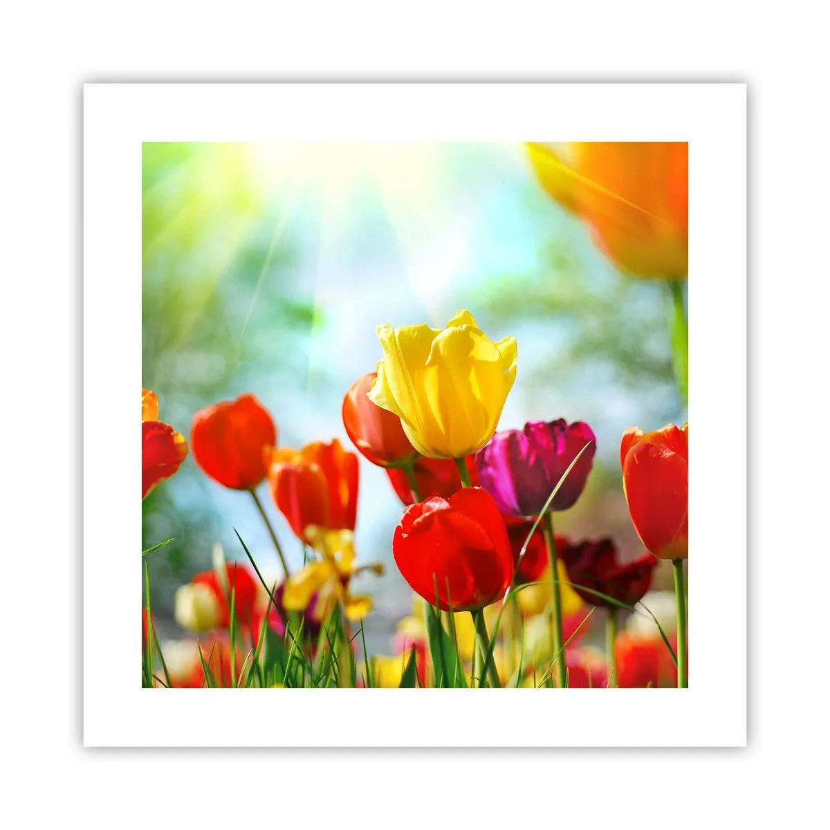 Poster - Toate culorile soarelui - 40x40 cm