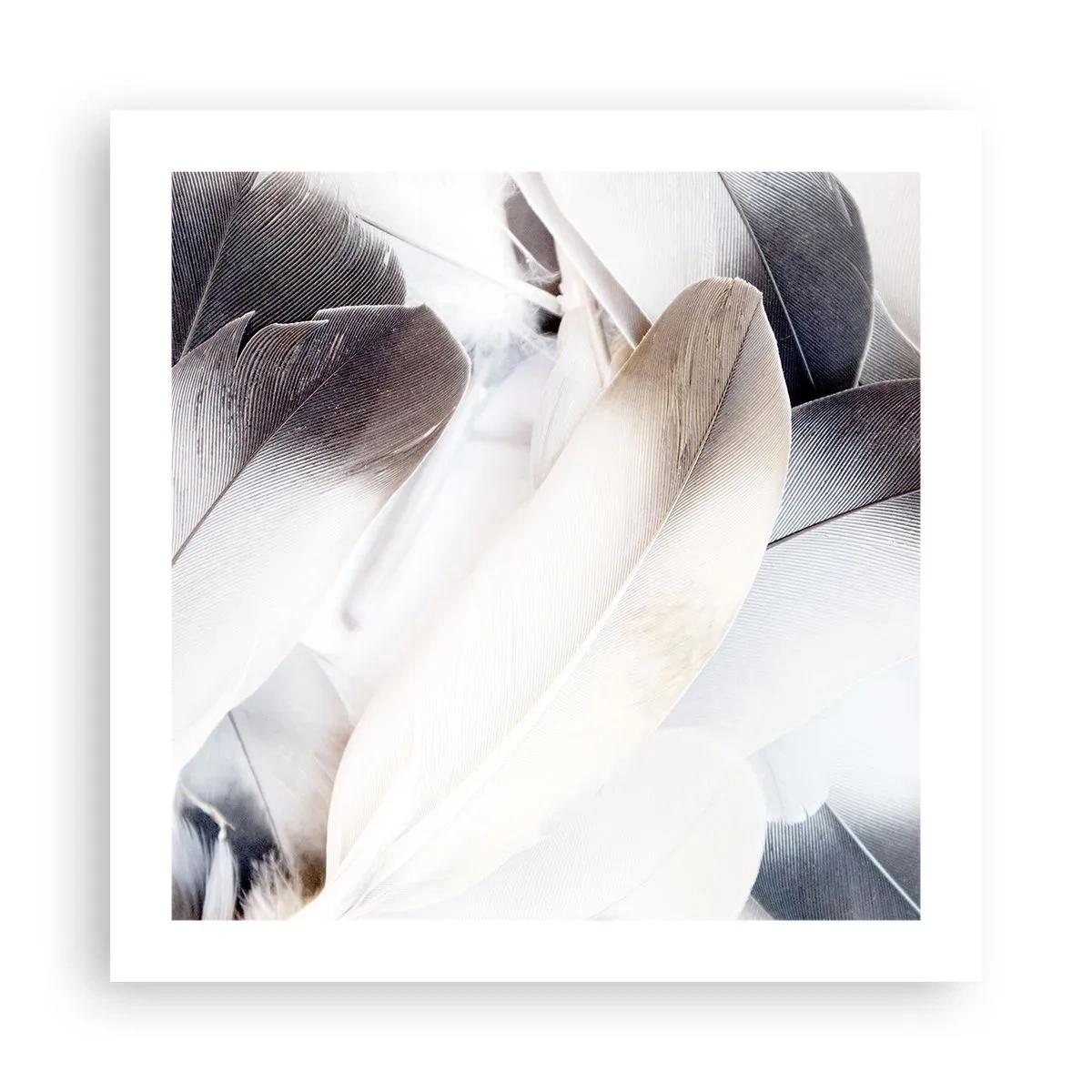 Poster - Aproape angelice - 50x50 cm