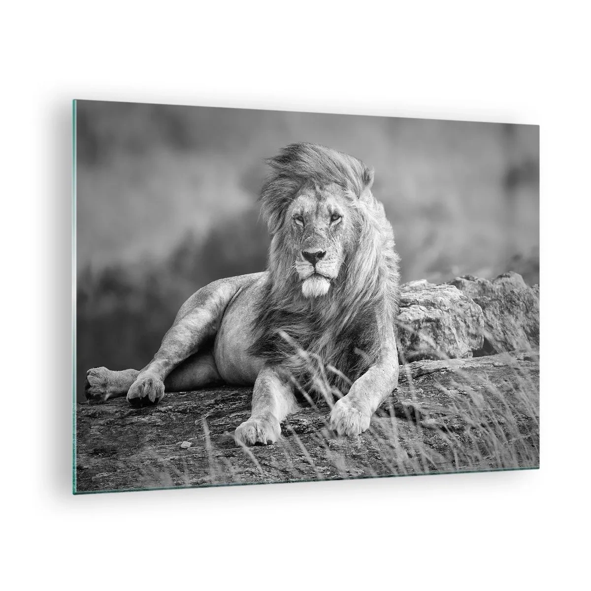 Tablou pe sticlă - Un leu odihnindu-se pe o stâncă într-un peisaj monocromatic. - 70x50cm - Siesta regală - Decorațiune modernă pentru perete pentru living și dormitor ARTTOR