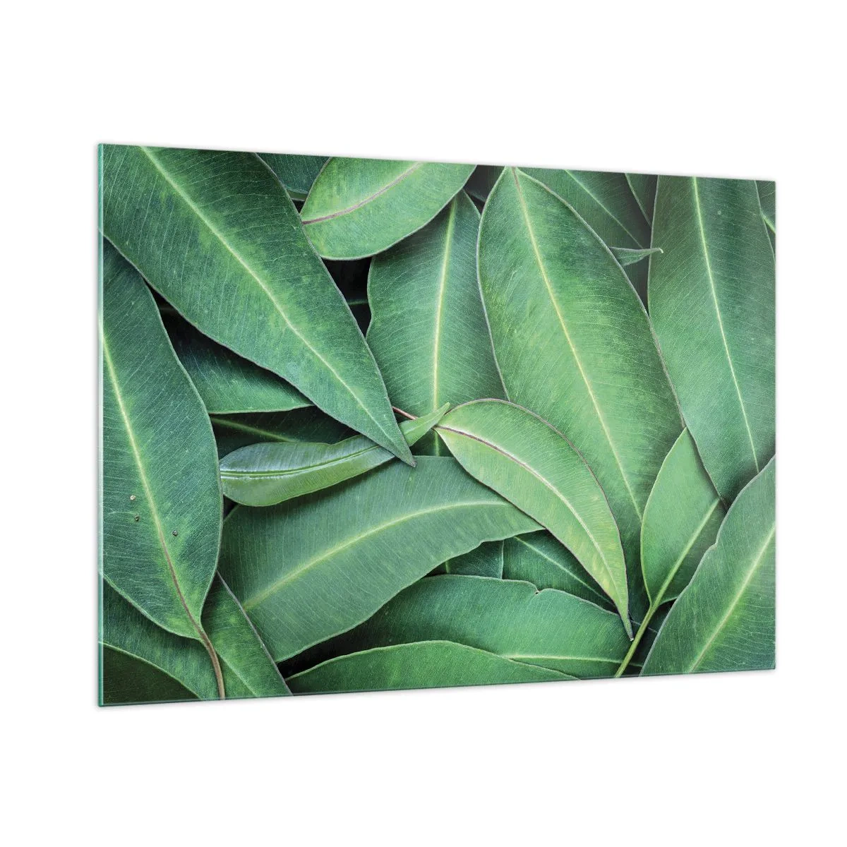 Tablou pe sticlă - Suculente și proaspete - 100x70 cm