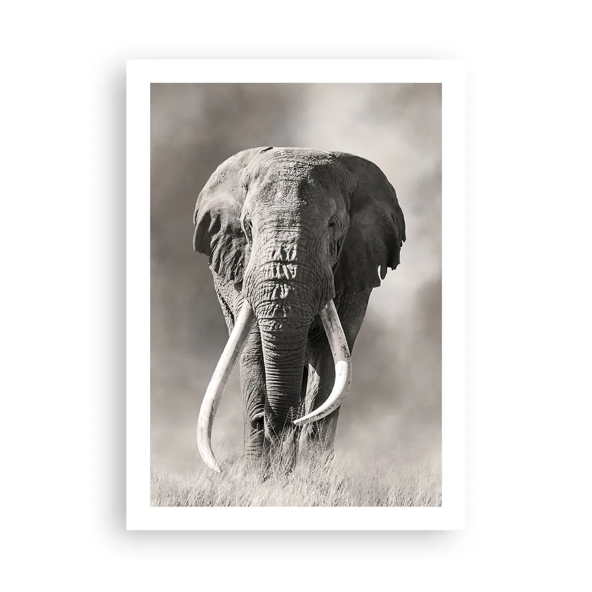 Poster - Patriarh african - 50x70 cm