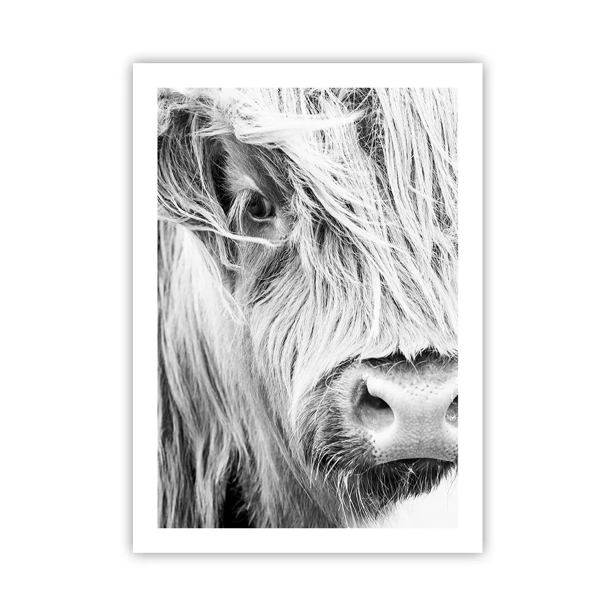 Poster - Sălbăticie scoțiană - 50x70 cm