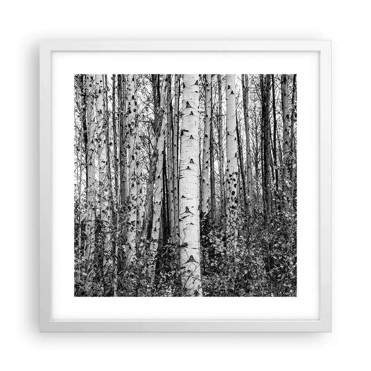 Poster în ramă albă - Coloane de mesteacăn - 40x40 cm