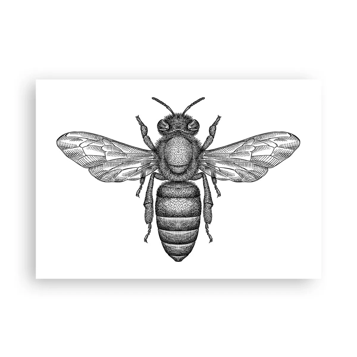Poster - Portret de insectă - 100x70 cm